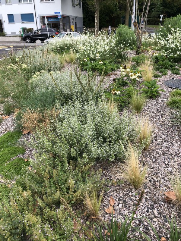Platz am Viertelkreis - Vegetation